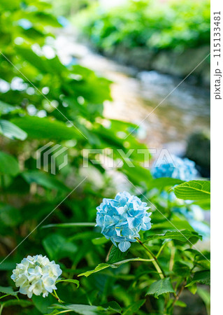 川沿いに青い紫陽花 川沿いに青い紫陽花 115133481