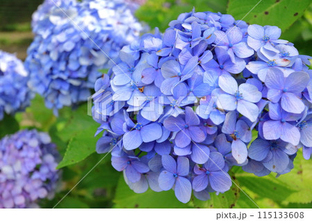 アジサイの花 115133608