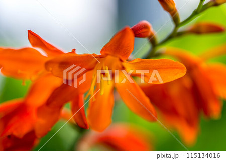 色鮮やかなヒオウギズイセンの花 115134016