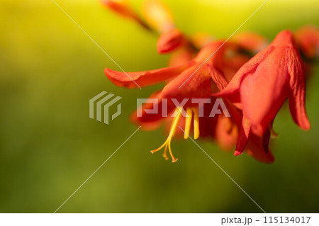 色鮮やかなヒオウギズイセンの花 115134017
