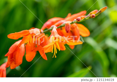 色鮮やかなヒオウギズイセンの花 色鮮やかなヒオウギズイセンの花 115134019