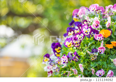 色とりどりのビオラの花 115134092