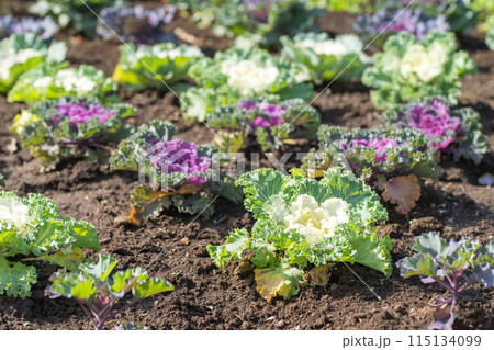 花畑の葉牡丹 115134099