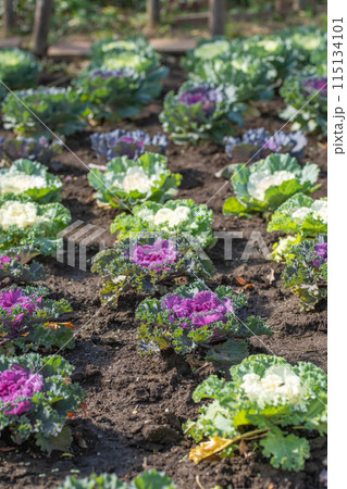 花畑の葉牡丹 花畑の葉牡丹 115134101
