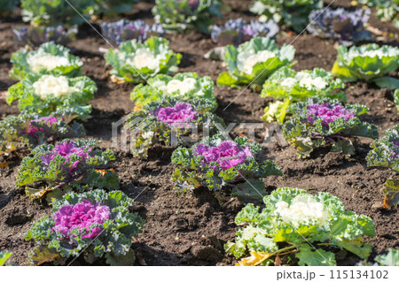花畑の葉牡丹 花畑の葉牡丹 115134102