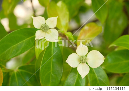 白いハナミズキの花 115134113