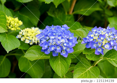 青い紫陽花 青い紫陽花 115134139