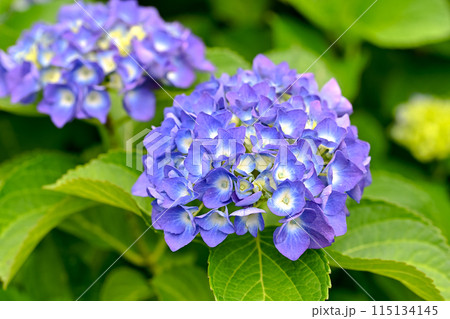 青い紫陽花 青い紫陽花 115134145