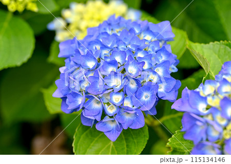 青い紫陽花 青い紫陽花 115134146