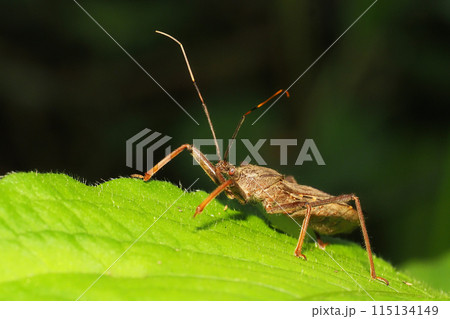 オオトビサシガメ（メス） 115134149