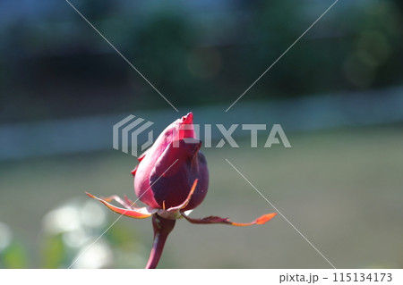 荒尾市 おもやい市民花壇 バラの花、 荒尾市 おもやい市民花壇 バラの花、 115134173