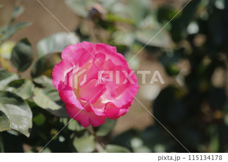 荒尾市　おもやい市民花壇　バラの花、 115134178