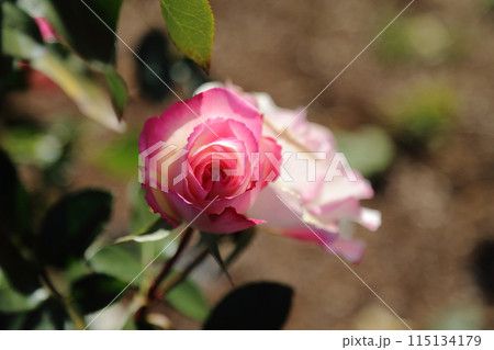 荒尾市　おもやい市民花壇　バラの花、 115134179
