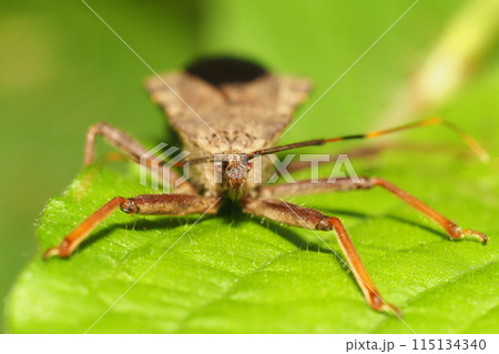 オオトビサシガメ（メス） 115134340