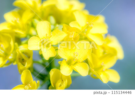 春の青空と菜の花と 春の青空と菜の花と 115134446