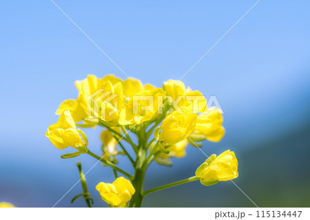 春の青空と菜の花と 春の青空と菜の花と 115134447