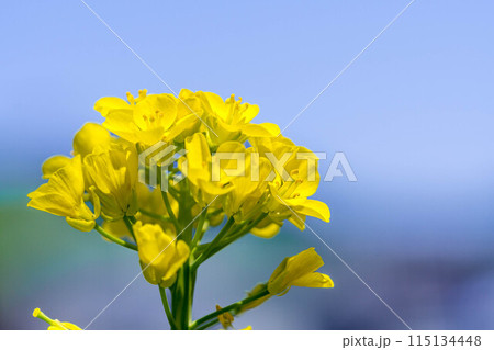 春の青空と菜の花と 春の青空と菜の花と 115134448