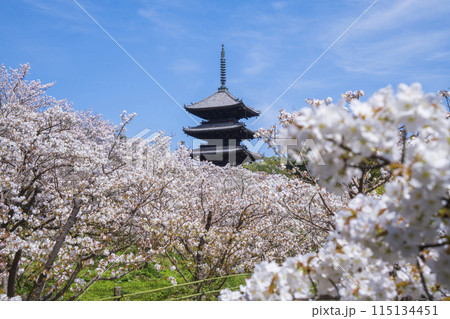 京都　仁和寺の御室桜と五重塔  115134451