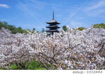 京都　仁和寺の御室桜と五重塔  115134454