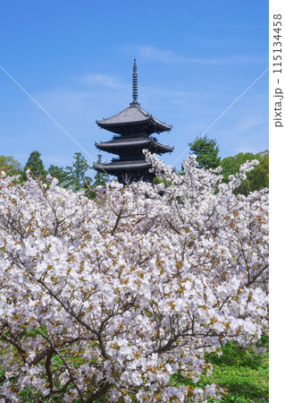 京都　仁和寺の御室桜と五重塔  115134458