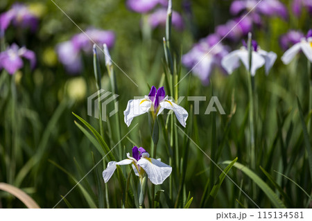 埼玉県さいたま市 染谷花しょうぶ園 埼玉県さいたま市 染谷花しょうぶ園 115134581