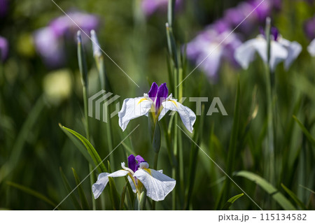 埼玉県さいたま市　染谷花しょうぶ園 115134582
