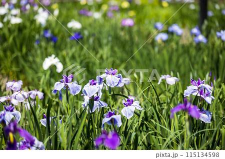 埼玉県さいたま市　染谷花しょうぶ園 115134598