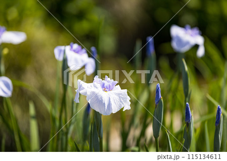 埼玉県さいたま市　染谷花しょうぶ園 115134611