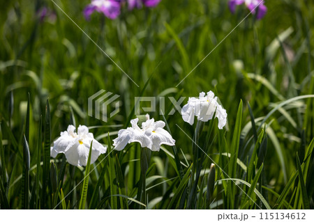 埼玉県さいたま市　染谷花しょうぶ園 115134612