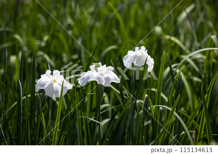 埼玉県さいたま市　染谷花しょうぶ園 115134613