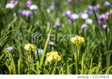埼玉県さいたま市　染谷花しょうぶ園 115134618
