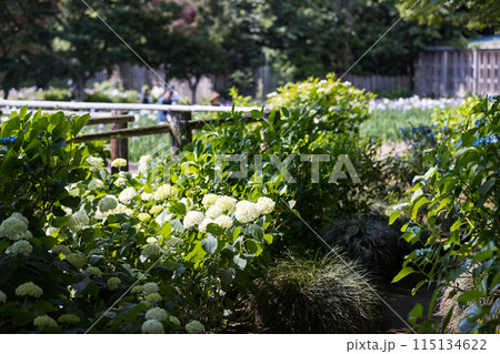 埼玉県さいたま市 染谷花しょうぶ園 埼玉県さいたま市 染谷花しょうぶ園 115134622