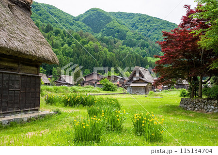 世界遺産 白川郷 合掌造り集落 初夏シーズン 世界遺産 白川郷 合掌造り集落 初夏シーズン 115134704