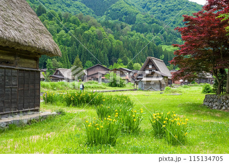 世界遺産　白川郷　合掌造り集落　初夏シーズン　 115134705