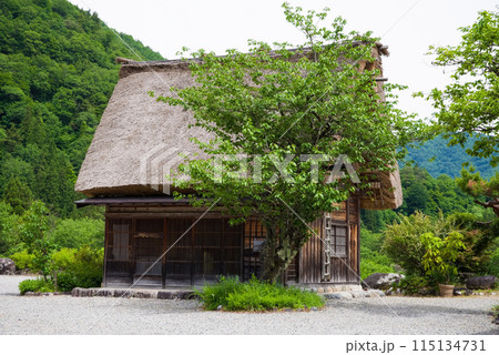 世界遺産　白川郷　合掌造り集落　初夏シーズン　 115134731