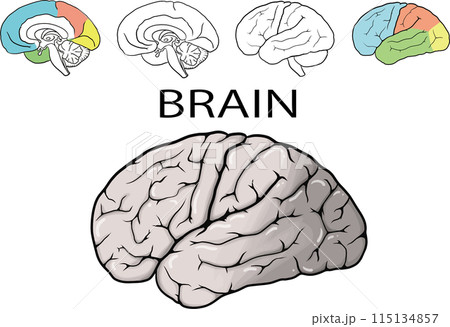 大脳半球 115134857