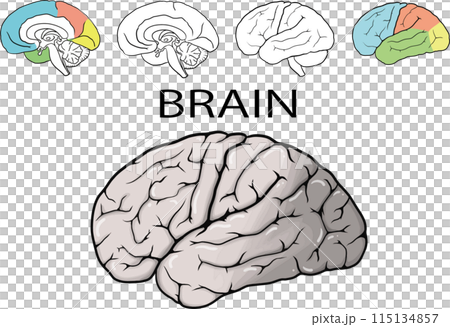 大脳半球 115134857