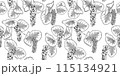seagrape pattern black and white illustration 115134921
