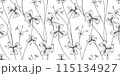 oxalis floral pattern black and white illustration 115134927