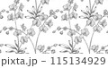 orchid floral pattern black and white illustration 115134929