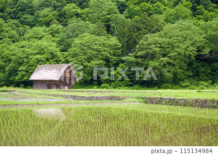 田植えを終えた世界遺産白川郷の風景 田植えを終えた世界遺産白川郷の風景 115134984