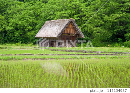 田植えを終えた世界遺産白川郷の風景 115134987