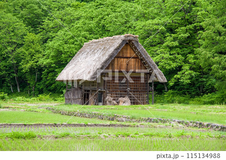 田植えを終えた世界遺産白川郷の風景 115134988
