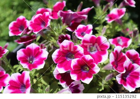 赤白のサフィニアアートの花が満開 赤白のサフィニアアートの花が満開 115135292
