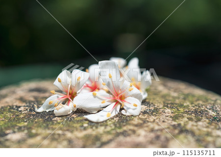 光 ライト 明かり 115135711