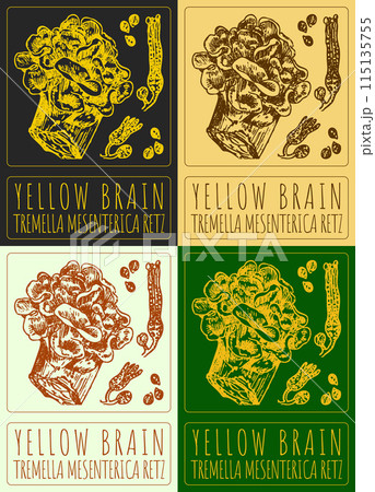 Set of vector drawing YELLOW BRAIN in various colors. Hand drawn illustration. The Latin name is TREMELLA MESENTERICA RETZ. 115135755