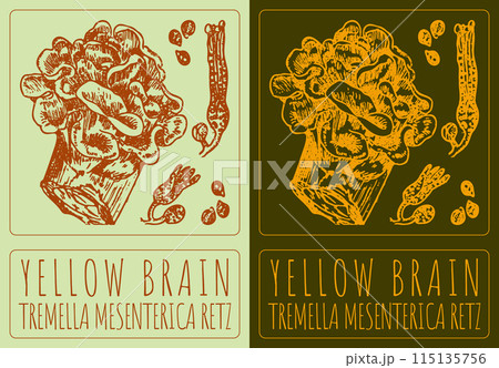 Vector drawing YELLOW BRAIN. Hand drawn illustration. The Latin name is TREMELLA MESENTERICA RETZ 115135756