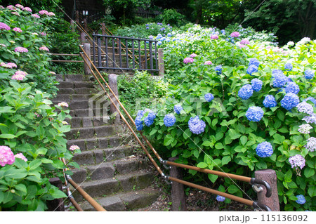 飛鳥山公園 飛鳥山公園 115136092