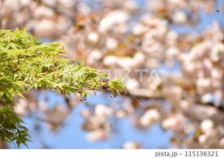 桜に負けじと咲くモミジの花 桜に負けじと咲くモミジの花 115136321