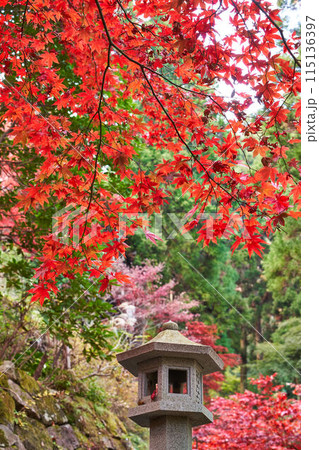 神奈川県伊勢原市 大山寺の紅葉 神奈川県伊勢原市 大山寺の紅葉 115136397